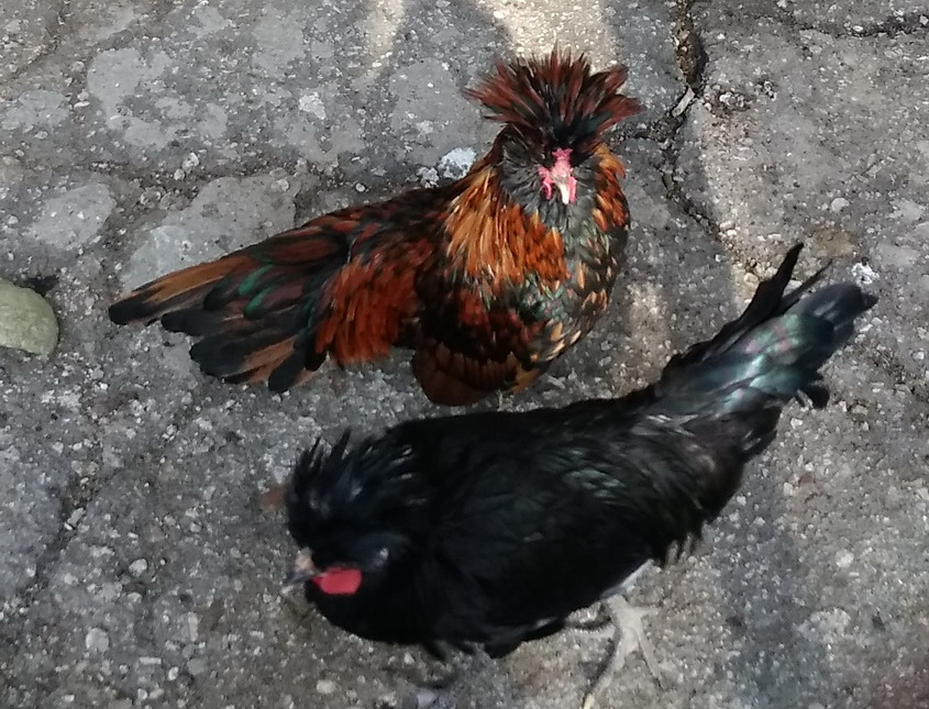 Название: Голландские куры.jpg
Просмотры: 920
Размер: 210.2 Кб