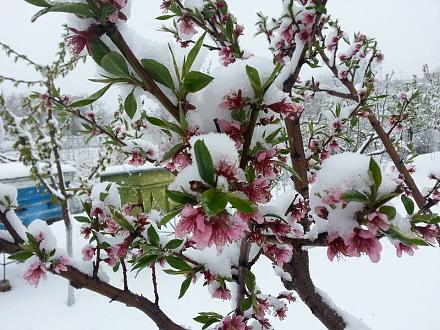 Нажмите на изображение для увеличения
Название: Сакура в деднрапарке.jpg
Просмотры: 563
Размер: 121.0 Кб
ID: 21546