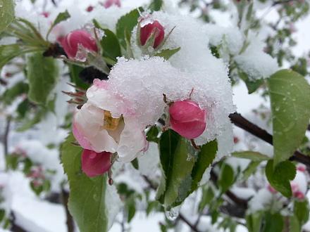 Нажмите на изображение для увеличения
Название: Сакура в снегу - Тирасполь.jpg
Просмотры: 524
Размер: 68.1 Кб
ID: 21547