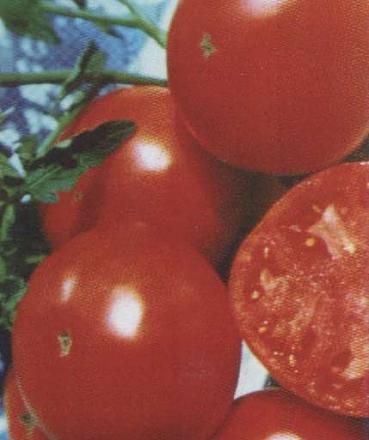 Нажмите на изображение для увеличения
Название: Персей - сорт томатов.jpg
Просмотры: 886
Размер: 19.5 Кб
ID: 18714