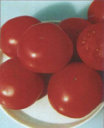 Нажмите на изображение для увеличения
Название: Витязь - сорт томатов.jpg
Просмотры: 910
Размер: 17.5 Кб
ID: 18716