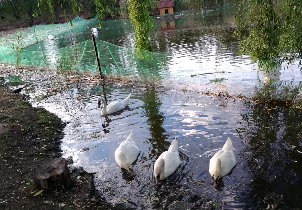 Название: Белые лебеди - озеро Тирасполь.jpg
Просмотры: 2715

Размер: 316.0 Кб
