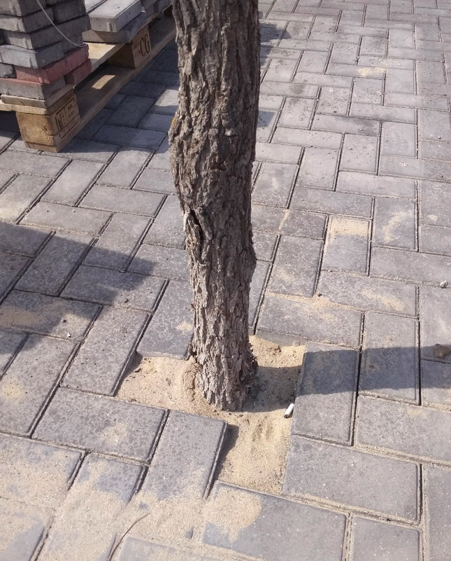 Название: Дерево в тротуарной плитке.jpg
Просмотры: 533

Размер: 206.8 Кб