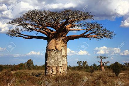     
: 10743202-big-baobab-tree-in-savanna-blue-sky-and-grey-clouds-Stock-Photo.jpg
: 569
:	129.6 
ID:	21686