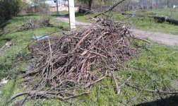 11 - СЃРѕР±СЂР°РЅРЅС‹Рµ РІРµС‚РєРё.jpg